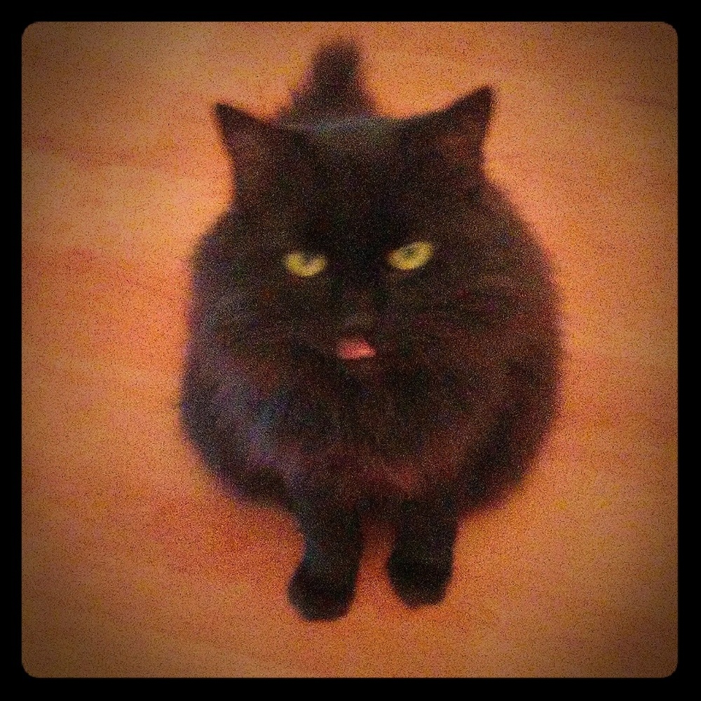 MY HUMAN HAS EXCELLENT TASTE (except in cat food)